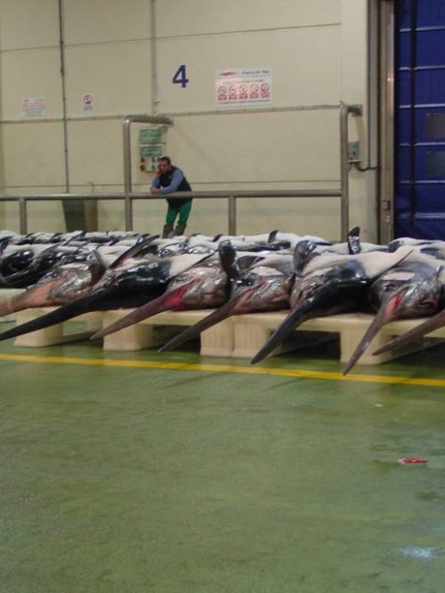 Pavimento Monile® para una lonja de pescado.